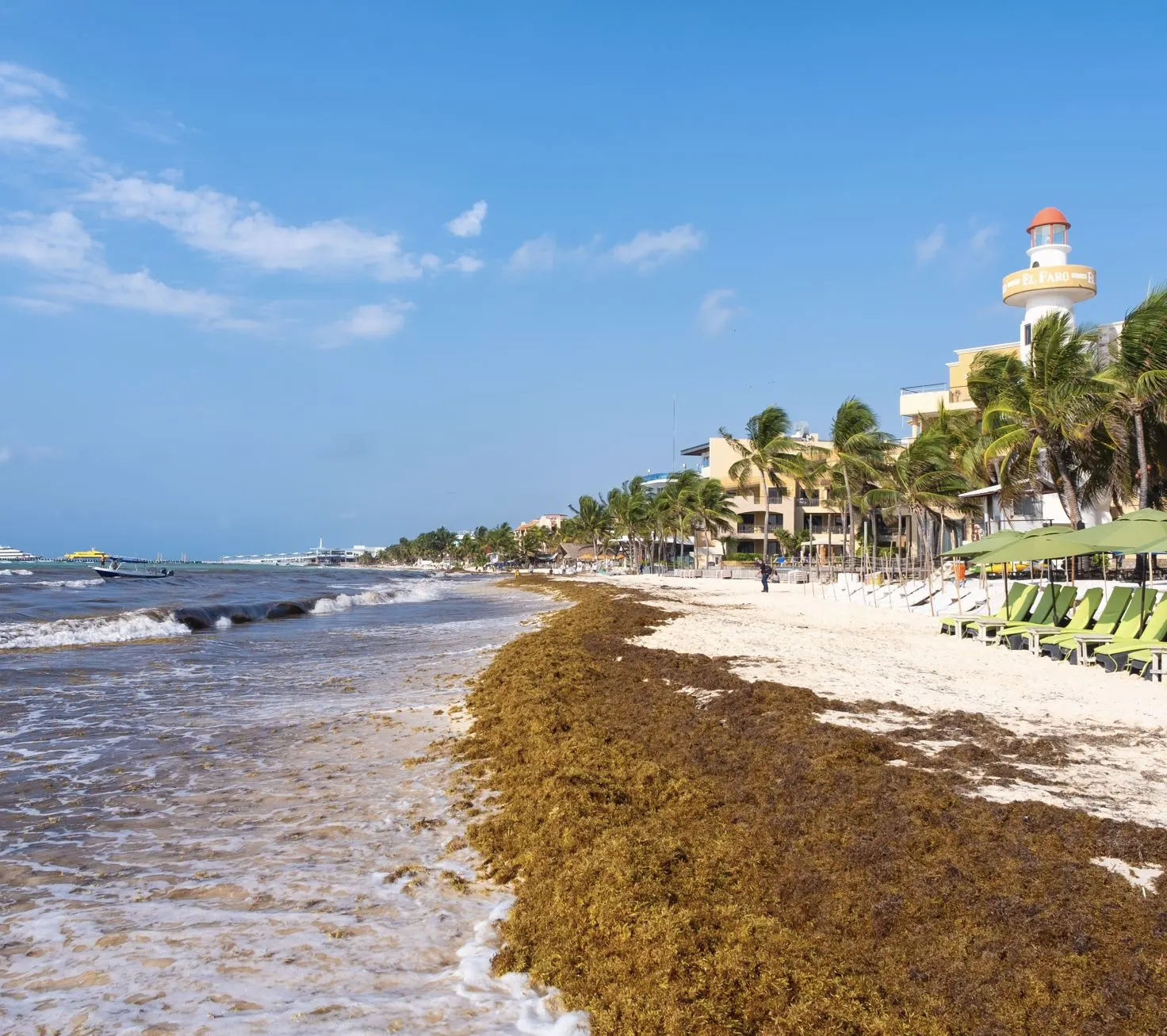 Sargassum seaweed on Playa del Carmen beach, Riviera Maya 2026 red alert